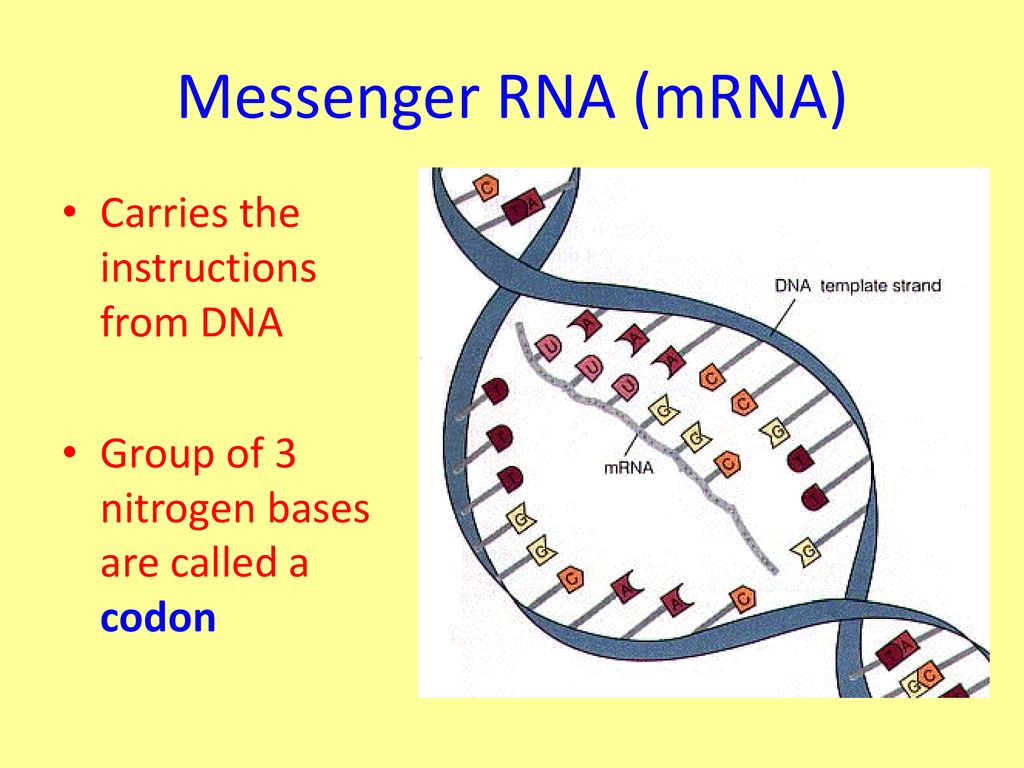 Protein Synthesis The Formation Of Proteins Based On Information In Dna